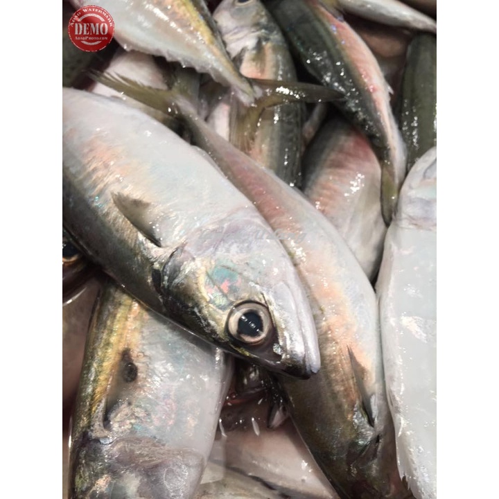 

Ikan Kembung Banjar Segar / Ikan Fresh Laut Kualitas GARANSI SEGAR