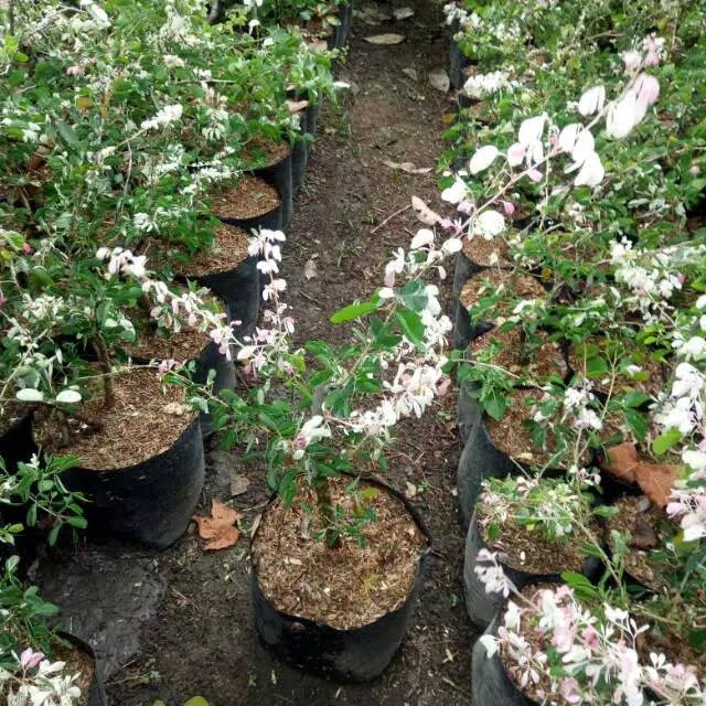 BIBIT POHON ASEM KRANJI ATAU ASEM LONDO BISA UNTUK STEK BONSAI