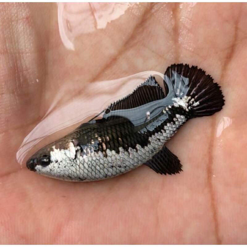 cupang hias betina plakat black samurai murah