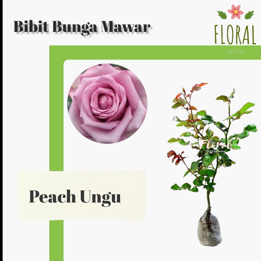 Tanaman hias bunga mawar hidup peach ungu / 1 pcs/ 100 gram/ Bunga mawar/ Bunga mawar hidup/ asli