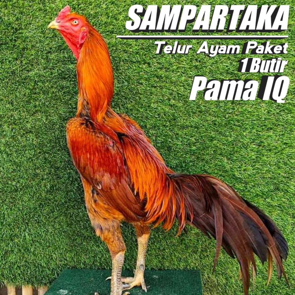 ayam pama ninja oiginal aduan telur fertil perbutir