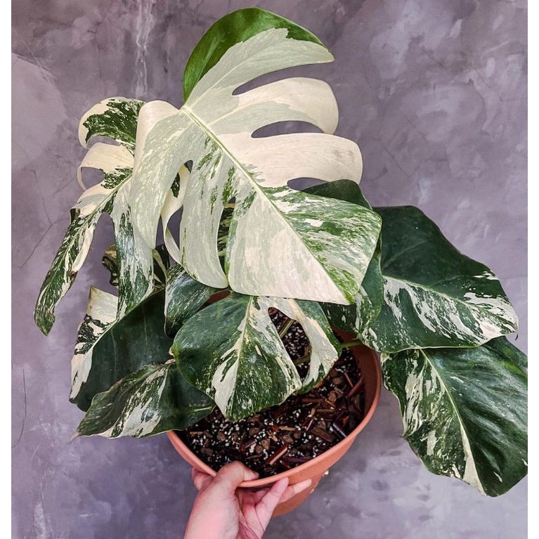 Tanaman Hias Monstera king varigata / bonggol monstera king varigataaa