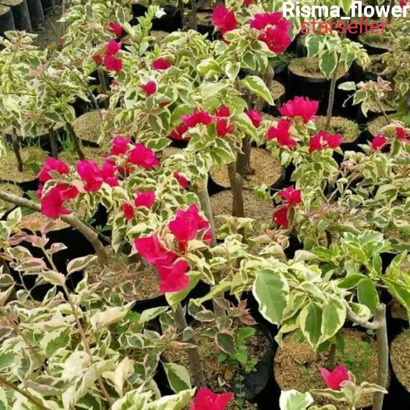 POHON BOUGENVILLE VARIGATA ±100CM/ TANAMAN HIAS BOUGENVILLE VARIGATA