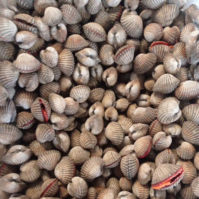 

kerang dara