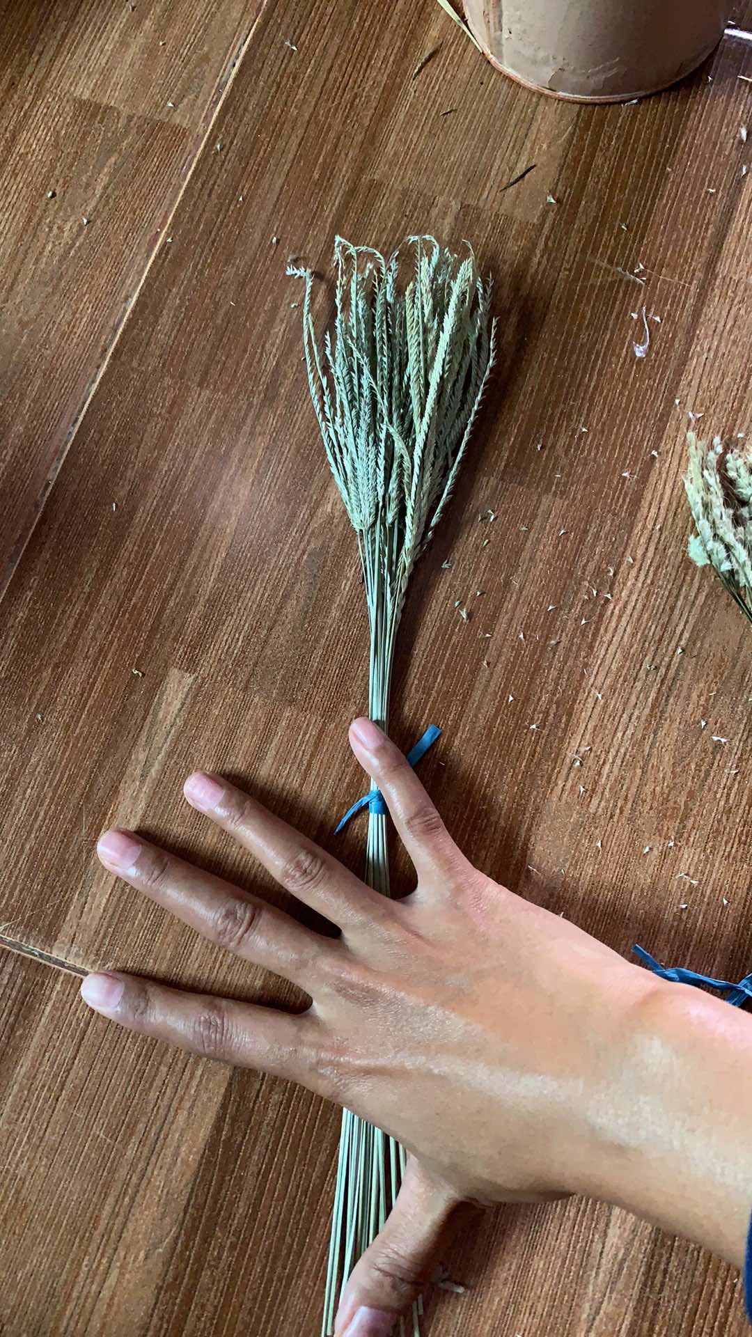 15 Batang Dried Eleusine Indica Grass/rumput Belulang Kering