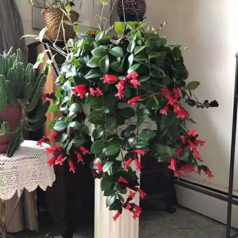 Tanaman Hias gantung-lipstik gantung-bibit tanaman hias-tanaman lipstik gantung-tanaman hias hidup