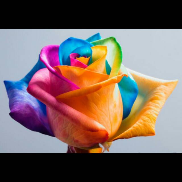 BENIH BIJI MAWAR RAINBOW ROSE COLORFULL BUNGA PELANGI SEED