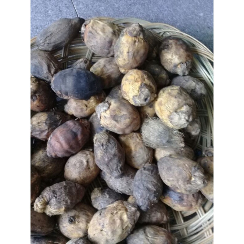 Buah pinang tua kering tanpa di kupas 500gram