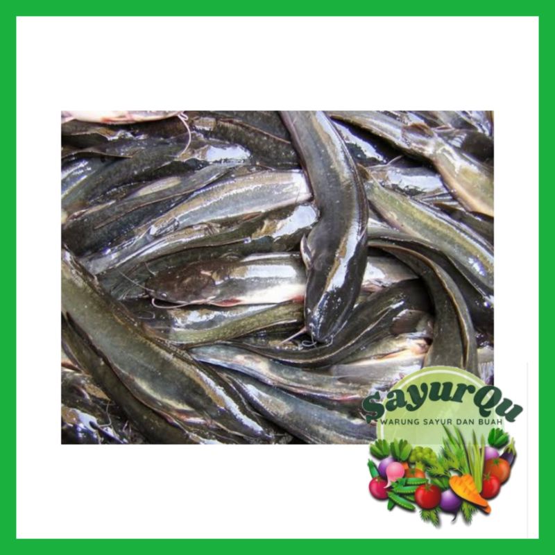 Ikan Lele Segar 1 Kg - Ikan Segar Bekasi