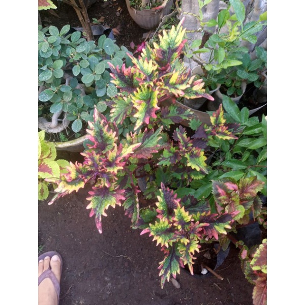 miana/coleous/iler-iler