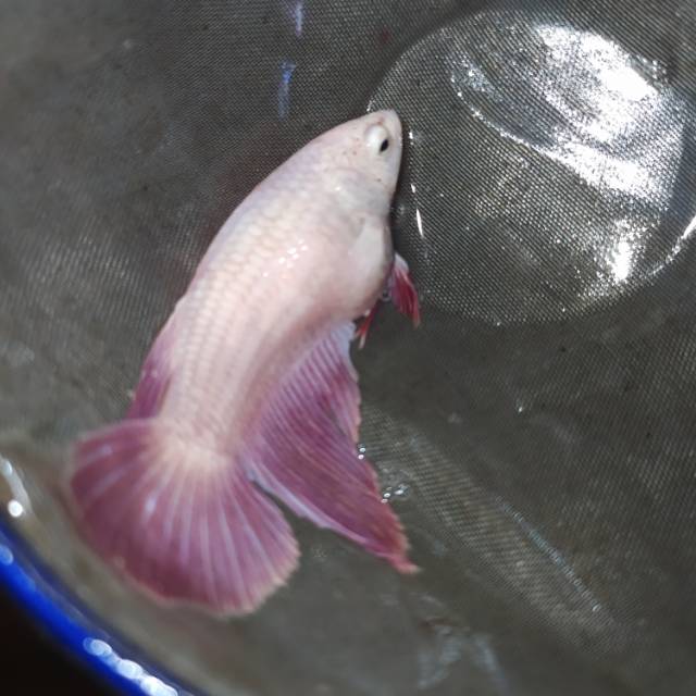 Cupang Betina Halfmoon wp full egg