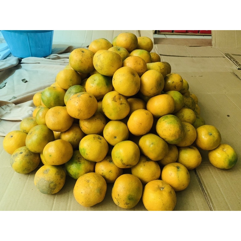 

jeruk medan