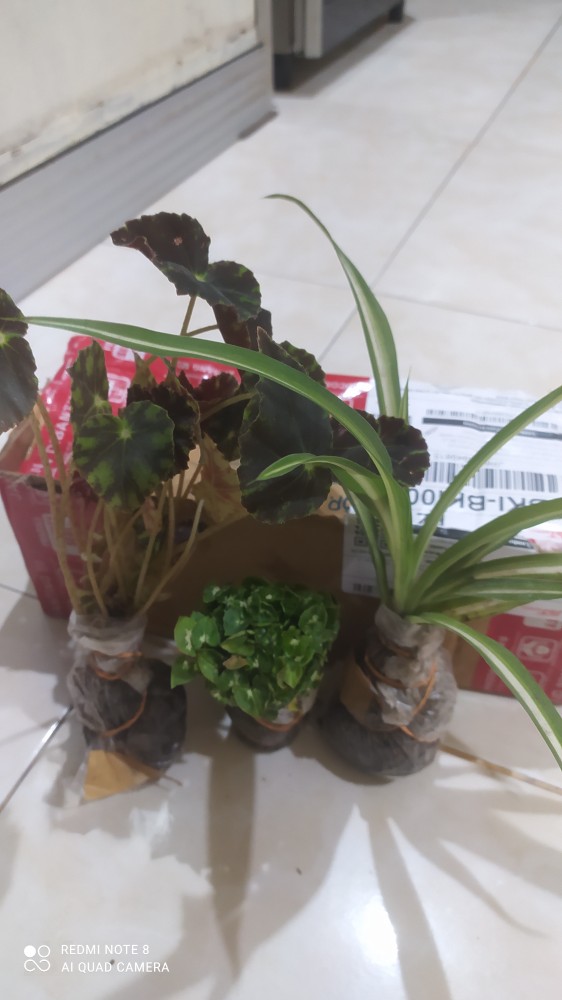 Begonia Kerang
