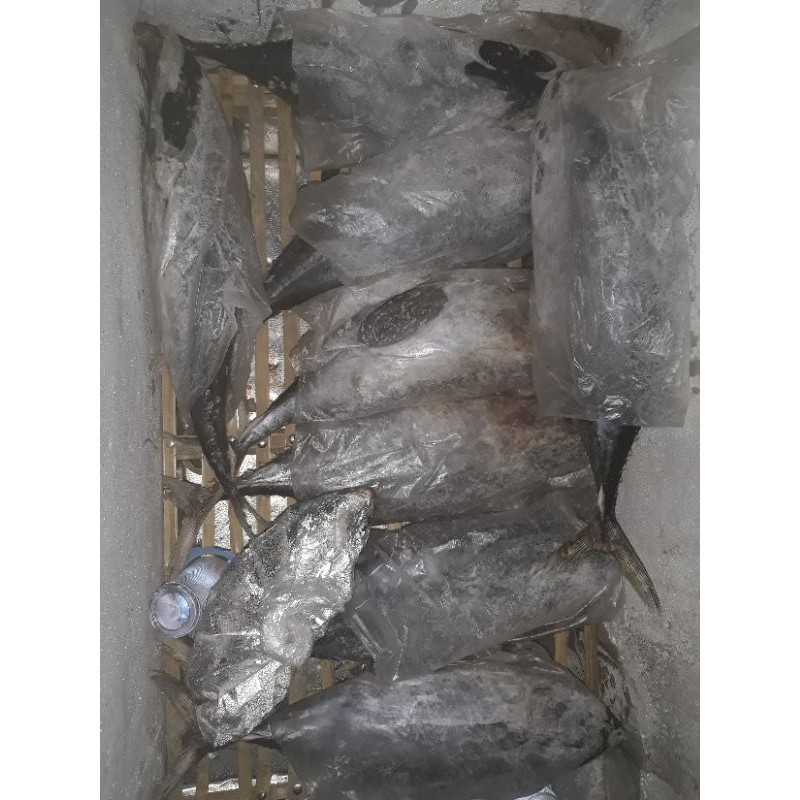 

ikan tuna