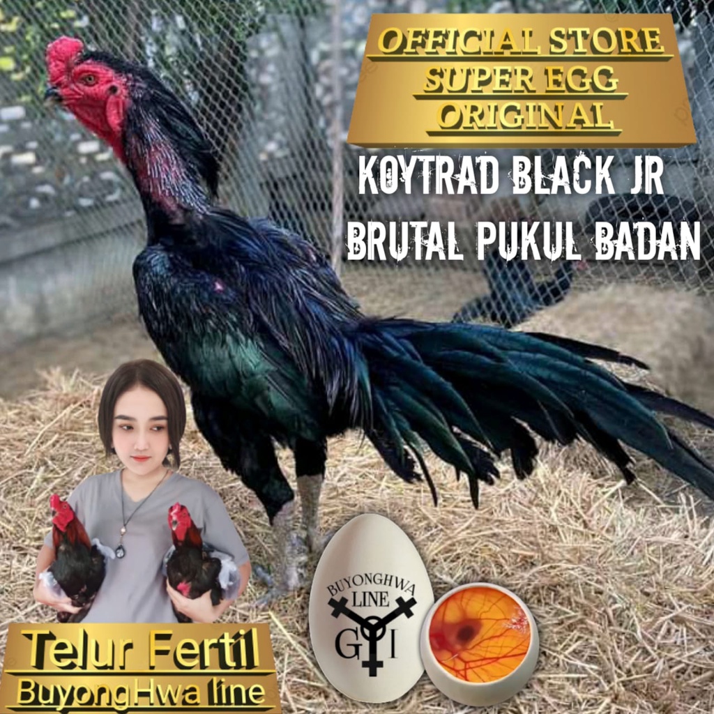 Ayam Bangkok koytrad black jr brutal telur fertil
