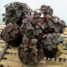 Peperomia caperata merah / Paperomia red luna - BAKUL KEMBANG