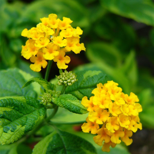  Tanaman  Hias Lantana  Kuning 2 Pcs Shopee Indonesia