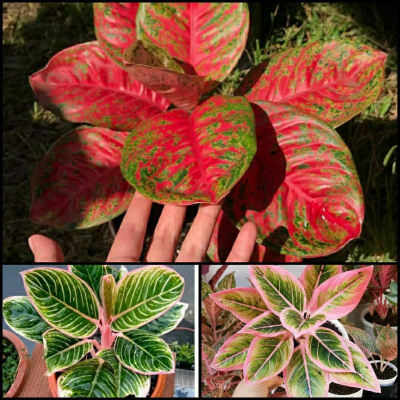 promo paket 3 Aglonema wulandari,minions dan lotus