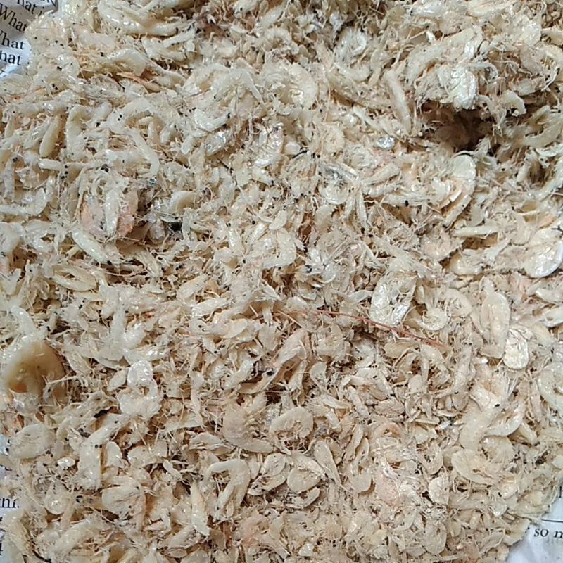 

Udang Rebon