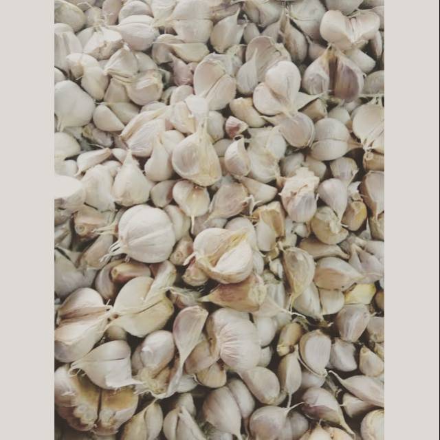

Bawang Putih Kating 500 gram