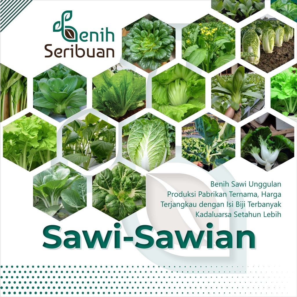 Bibit Sayuran Sawi Sawian Benih Tanaman Sayur Hidroponik Sawi Pakcoy Putih Caisim Manis Hongkong Kailan Pagoda Bunga Pahit Mustard dll