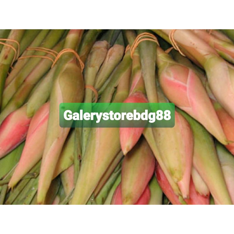 

Bunga kecombrang bunga honje sayur kecombrang segar 1 kg