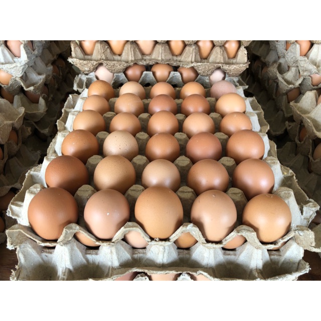 

GROSIR TELUR MURAH KOTA PADANG