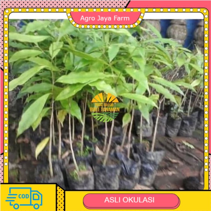 Asli bibit gaharu Terlaris