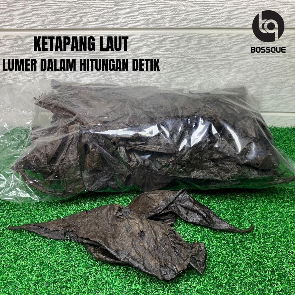 Daun Ketapang Laut Olahan Fermentasi Tidak Berminyak Siap Pakai Berat Bersih 100gram