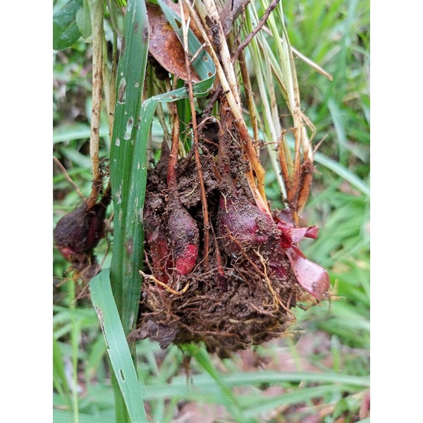 

bawang Dayak basah 1 kg