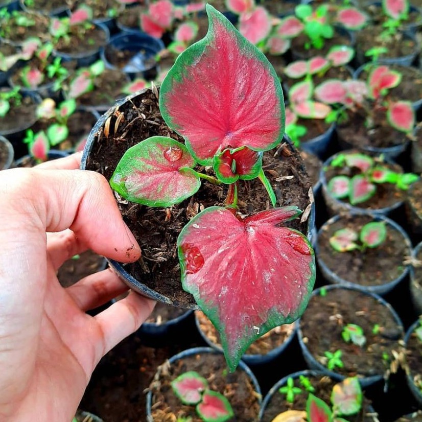 Bunga Keladi Jaguar Caladium Red Jaguar Cantik Murah Berkualitas