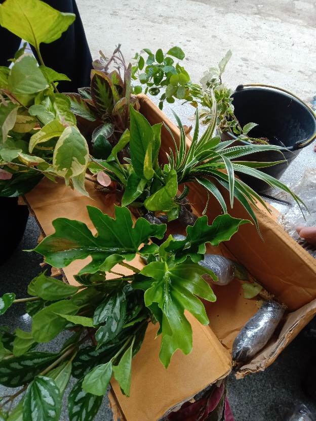 Tanaman Hias Crossandra