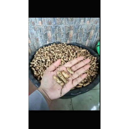 

Kacang tanah