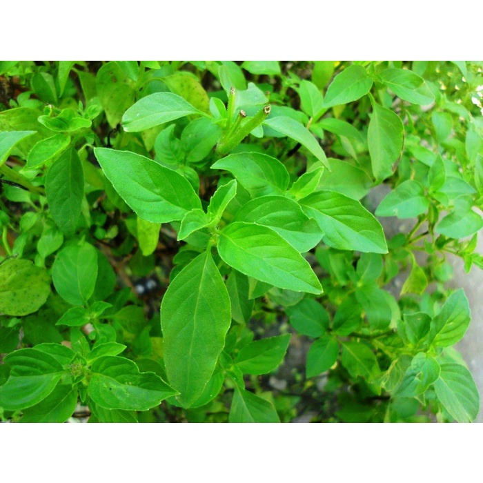 

Daun Kemangi_Godhong Kemangi