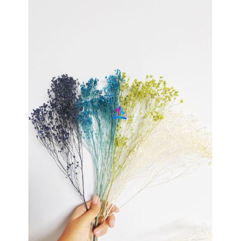 Dried Broom Bloom | Dried Million Stars | Broom Bloom Kering | Italian Baby Breath
