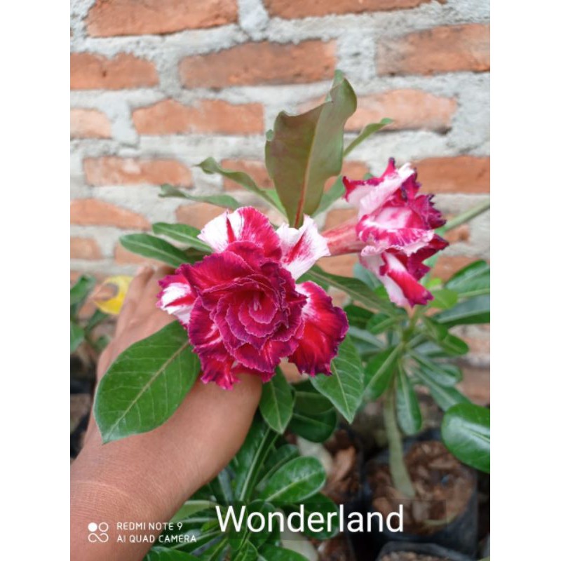bibit Kamboja Tumpuk Id WONDERLAND SIZE A+ (adenium tumpuk )