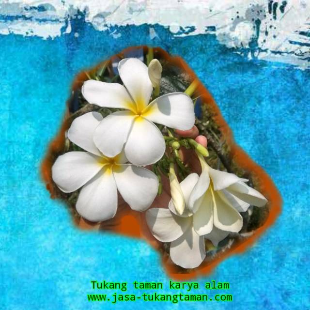 Bibit kamboja bunga putih stek batang / tanaman kamboja bunga putih