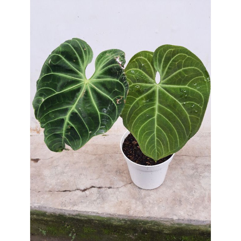anthurium kuping gajah regale hybrid batang kotak