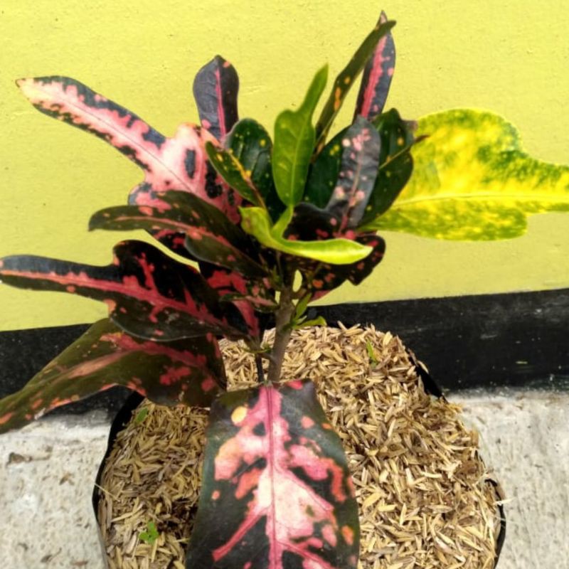 Jual tanaman hias outdour - tanaman puring z threcaler | Shopee Indonesia