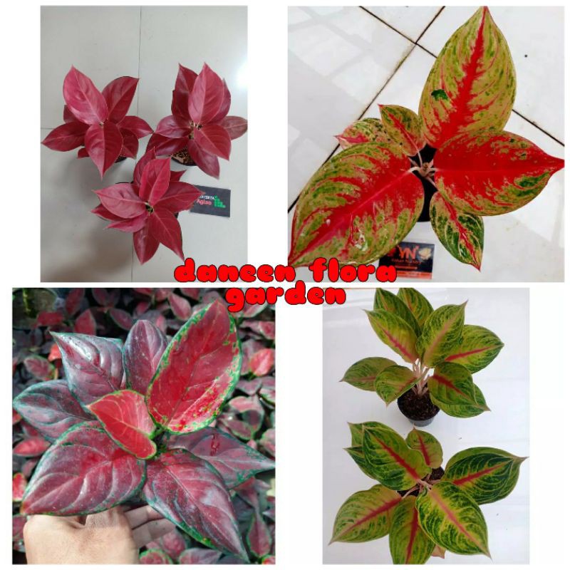 promo paket 4 tanaman hias aglonema (black maroon,jamela jackpot,red barbie, &amp; red ndot) / agloenema