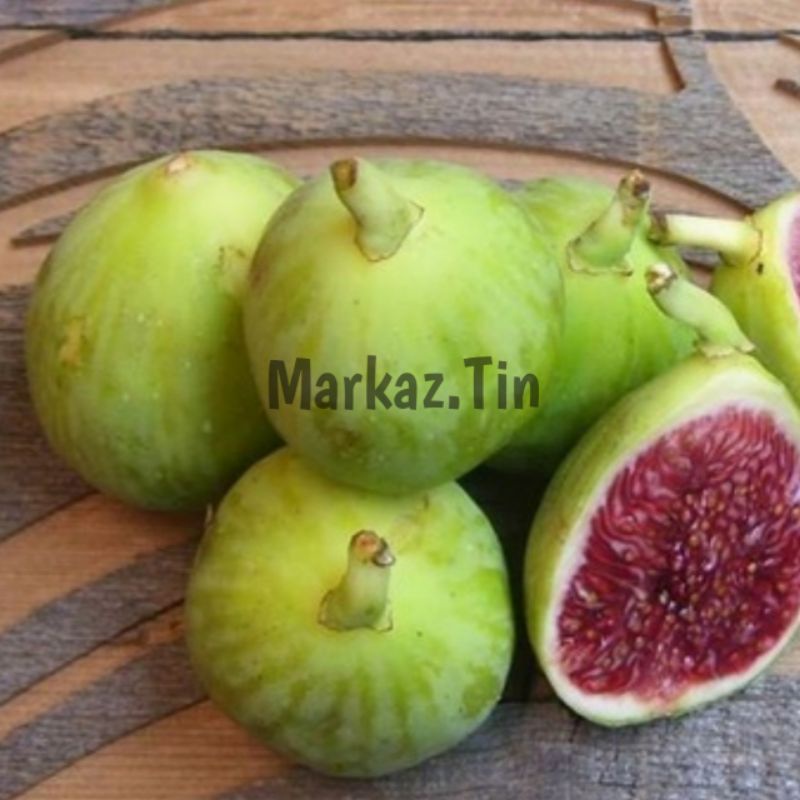 bibit buah tin/ara Green Yordan