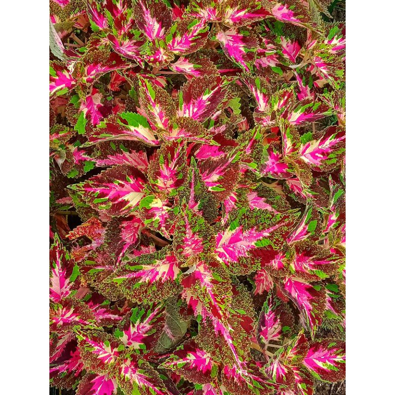 Miana Coleus Jawer Kotok 1 Stek Batang id Batik