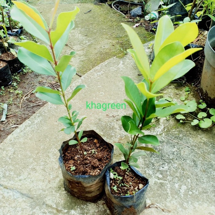 BIBIT POHON JAMBLANG HITAM - BUAH JAMBLANG DUWET/JAMBU KLING