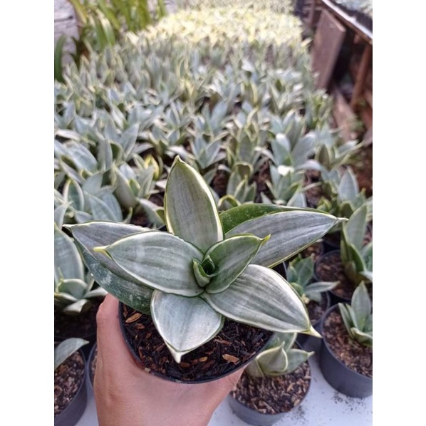 Sansivera Silver frost - Sansivera - silver frost - lidah mertua