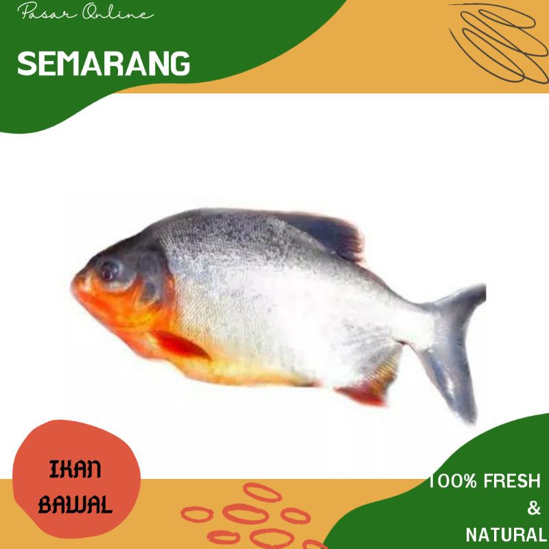 

Ikan Bawal / Ikan Bawel / Ikan Segar / Ikan Fresh / Ikan Hasil Laut / Ikan Laut Semarang Murah