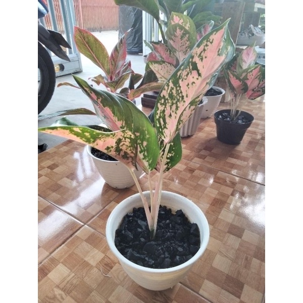 Aglonema Kocin Tembaga