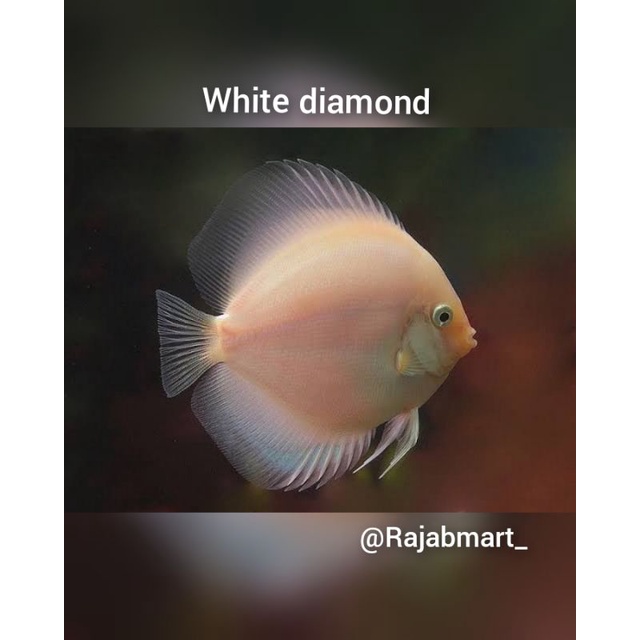 Discus white diamon 2ich ( 5CM )