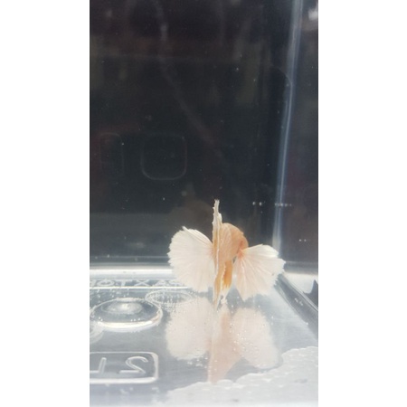 Plakat Dumbo Ear Soft Gold