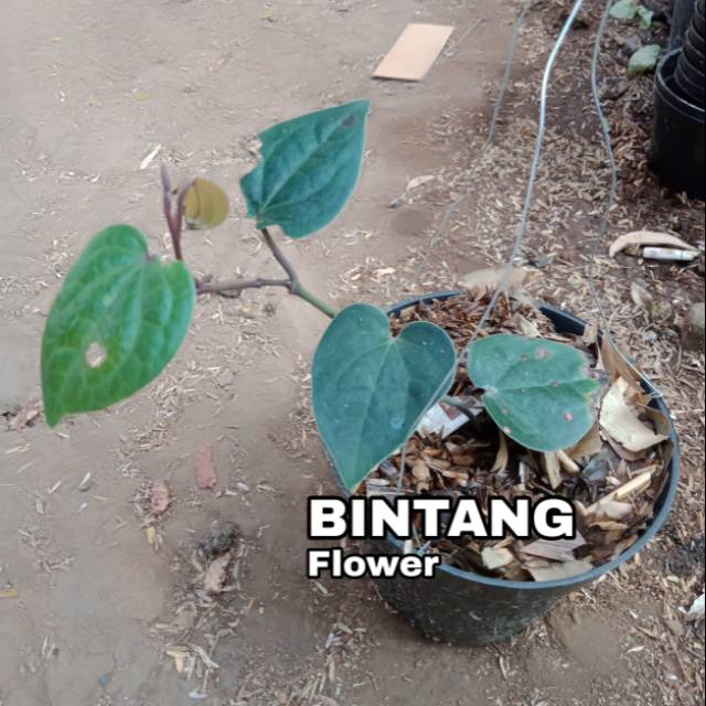 Tanaman herbal Sirih hitam | tanaman herbal sirih papua