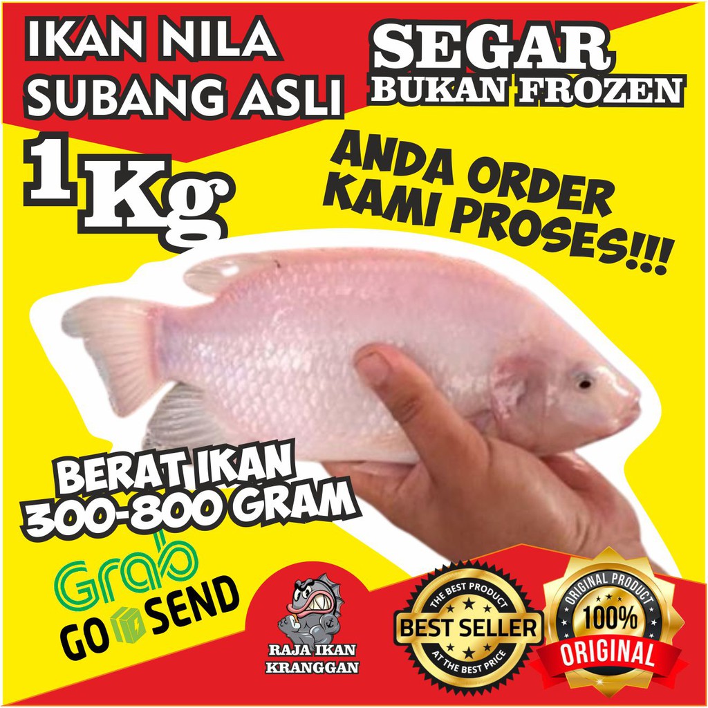 Ikan Nila Merah Subang Segar Hidup Ikan Air Tawar  Ikan Segar